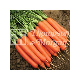 Carrot Romance - Daucus carota
