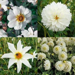 Collection of 10 assorted white dahlias