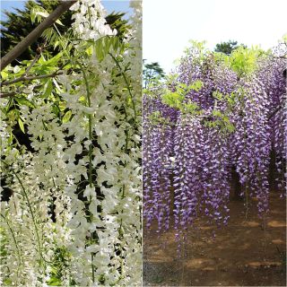 Collection of 2 Wisterias with very long clusters