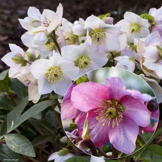 Collection of 2 Hybrid Hellebores 
