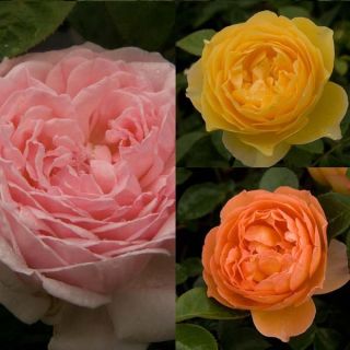 Collection of 3 David Austin Roses 