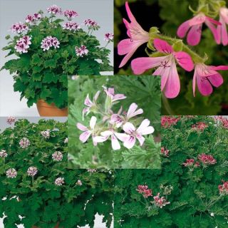 Collection of 5 scented Geraniums