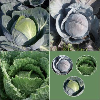 9 cabbage plants