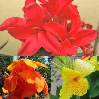 Collection of 3 Cannas 