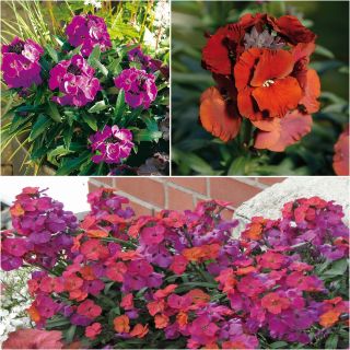 Selection of 3 perennial Wallflowers - Erysimum Winter