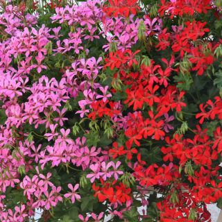 Collection of 10 Red and Pink Balcony Geraniums 
