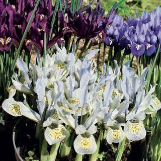 Collection of 90 Miniature Irises