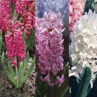 Pink Hyacinth Collection