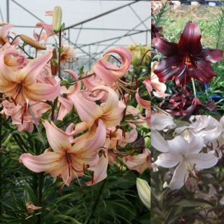 Hybrid lily collection