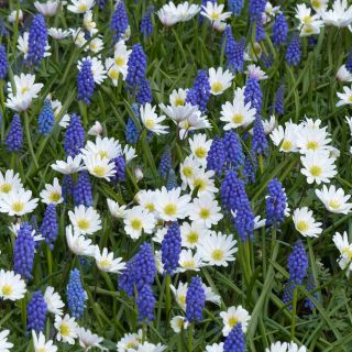 Spring Blue and White Small Bulbs Collection
