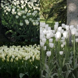 White tulip selection for 2 months of joy.