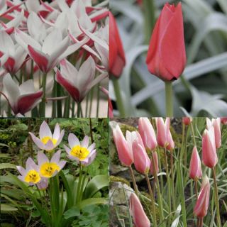 Collection of 50 Wild Tulips