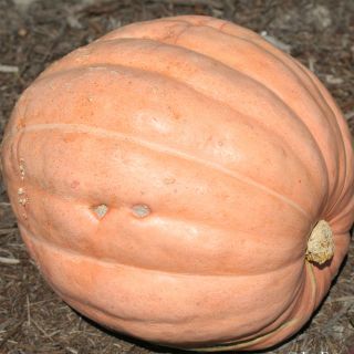 Pumpkin Atlantic Giant - Ferme de Sainte Marthe Seeds