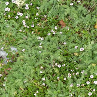 Two alternatives to grass; 5 Lippia nodiflora and 5 Achillea crithmifolia.