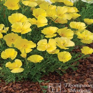 California Poppy Butter Bush - Eschscholzia californica seeds