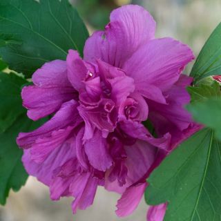 Hibiscus syriacus Freedom - Rose of Sharon