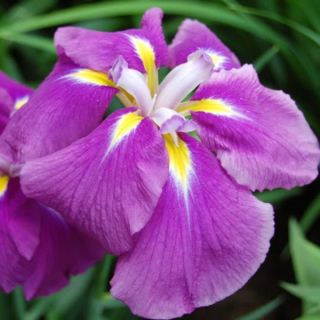 Iris ensata Sensation - Japanese Water Iris