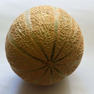 Melon Anasta F1 plants - Cucumis melo