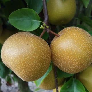 Nashi Nijisseiki - Apple-Pear