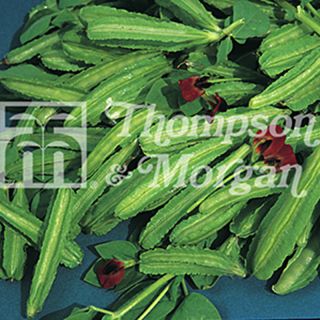 Lotus tetragonolobus - Asparagus Pea