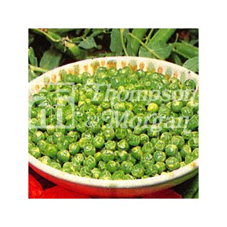Hurst Green Shaft' semi-climbing peas