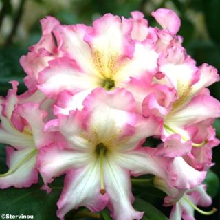 Rhododendron Melrose Flash