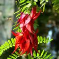Clianthus puniceus Kaka King