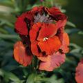 Perennial Wallflower - Erysimum 'Winter Passion'