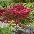 Euonymus alatus - Burning Bush
