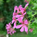 Pelargonium peltatum Balcon Lilas, Lila