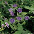 Geranium nodosum Clos du Coudray