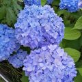 Hydrangea macrophylla Nikko Blue