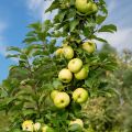 Malus domestica Bolero