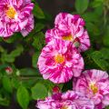 Rosa gallica Versicolor - Old Gallic Rose