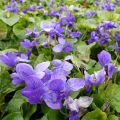 Viola odorata Königin Charlotte