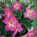 Dipladenia x hybrida Bella Pink Star