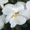 Medium Flowered White Pansy Plug Plant