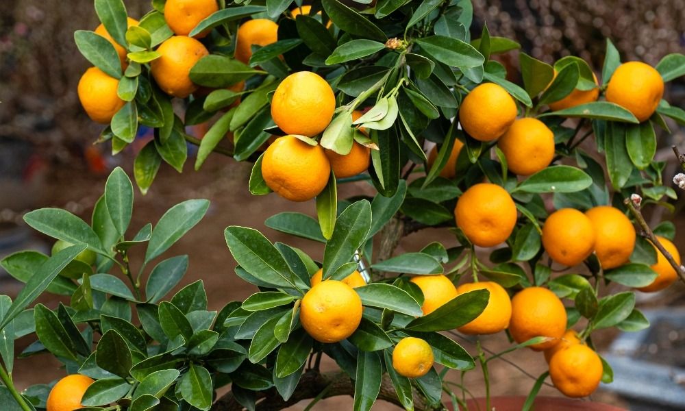 Can't get enough of citrus trees?