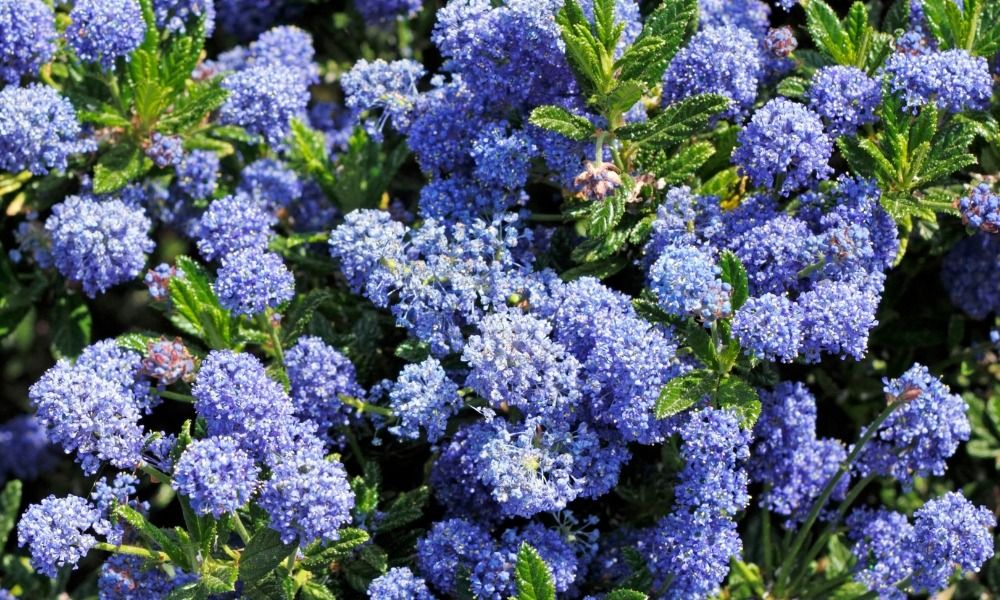 Discover the most beautiful spring-flowering shrubs to spruce up your garden!