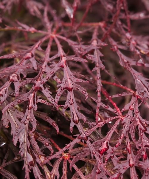 Find the perfect Japanese maple!