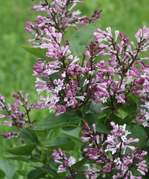 A hundred new shrubs to discover