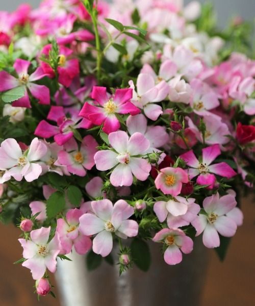 Fall in love with these extraordinary new miniature roses!