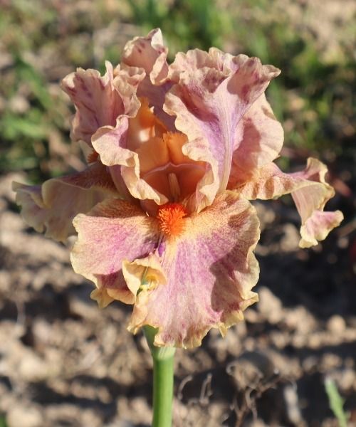 EXCITING NEW IRIS GERMANICA