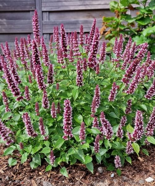 Over 200 unique plants for your garden!