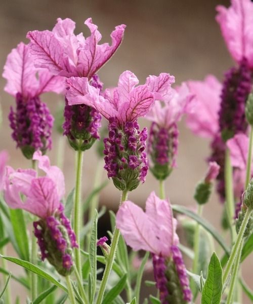 The most beautiful plants right now!