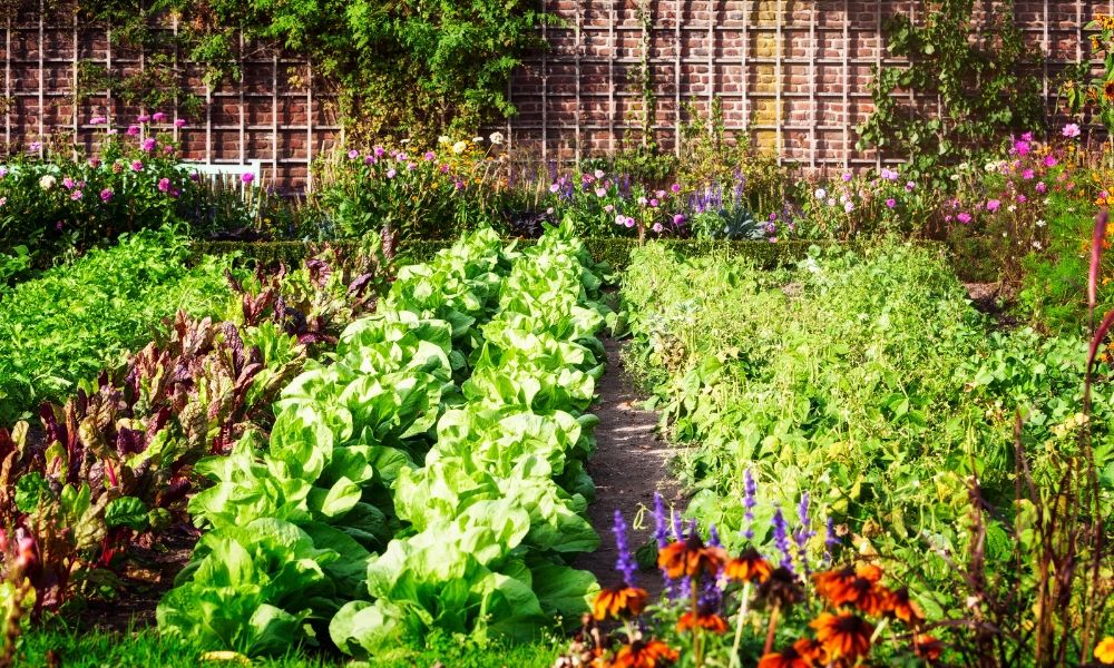 Discover everything you can plant now!