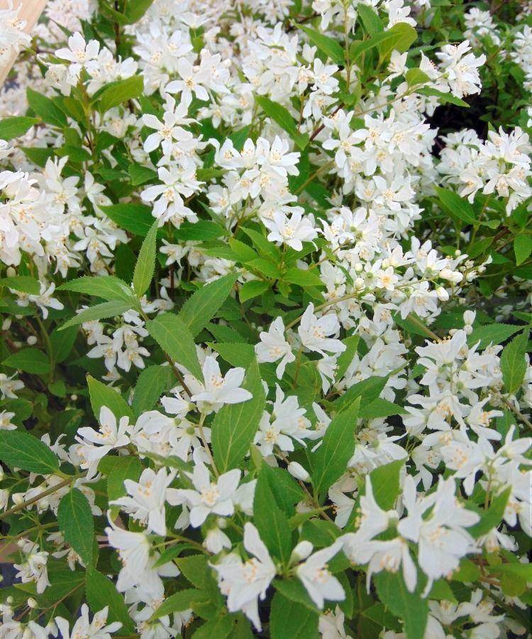 The Deutzia Yuki Snowflake in a 2L / 3L pot is €15 instead of €24.50!