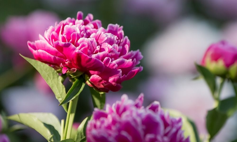 Bare root peonies are back!