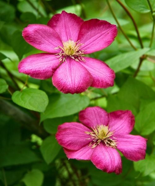 Our favourite summer flowering climbers!