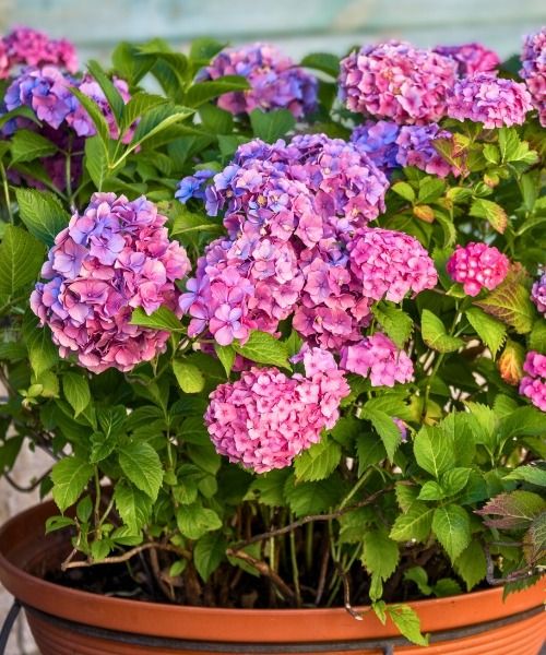 20% off selected plants!